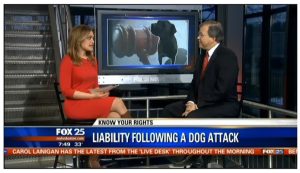 Our attorney discussing Massachusetts dog bite law with Fox 25 TV in Boston