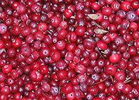 cranberries_web.jpg