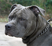 pit-bull-180.jpg