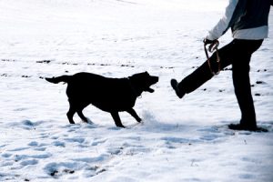 Black dog bites at a woman in Massachusetts