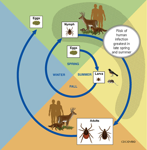 Black-legged tick lifecycle