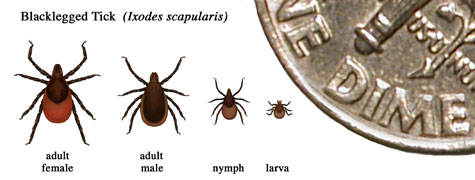 Black-legged tick