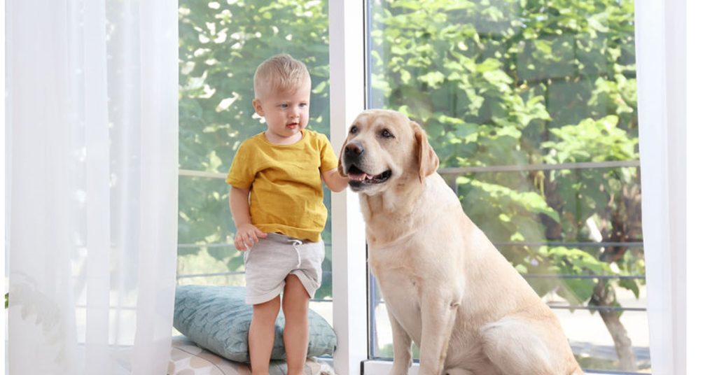 Child near a dog, a delicate situation because dogs cause many severe and fatal injuries to children in Massachusetts.